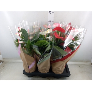 Anthurium   ...mix 4
