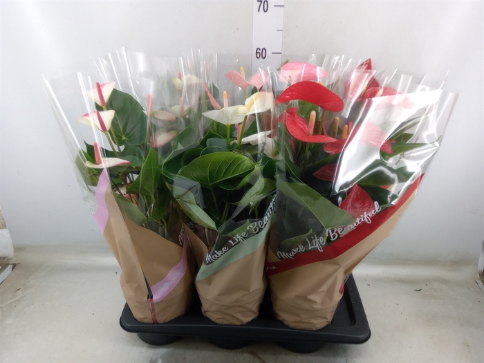<h4>Anthurium   ...mix 4</h4>