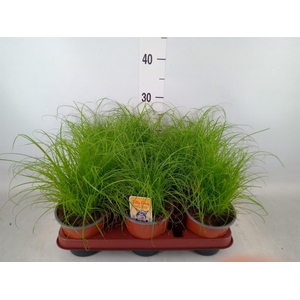 Cyperus alternifolius 'Zumula'