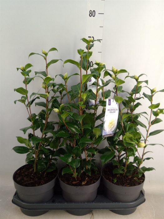 <h4>Camellia japonica 'Brushfield Yell'</h4>