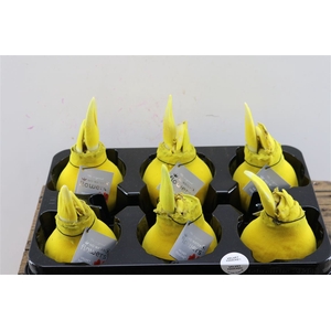 Wax Hipp Velvet Yellow