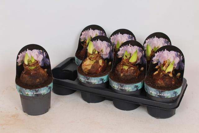 <h4>HIPP GA WHI AMADEUS</h4>