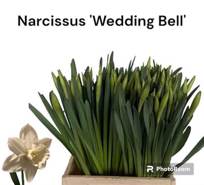 <h4>Narcissus Wedding Bell</h4>