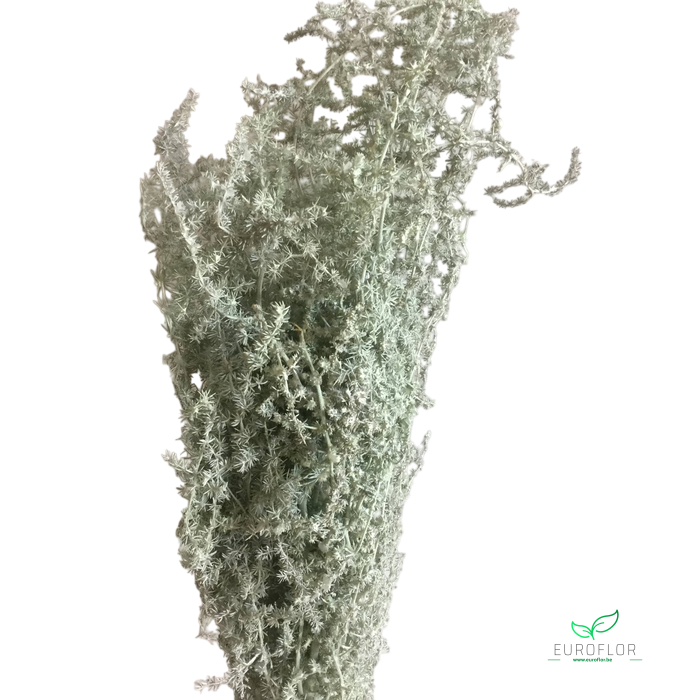 ASPARAGUS WILD MISTY GREEN 250GR