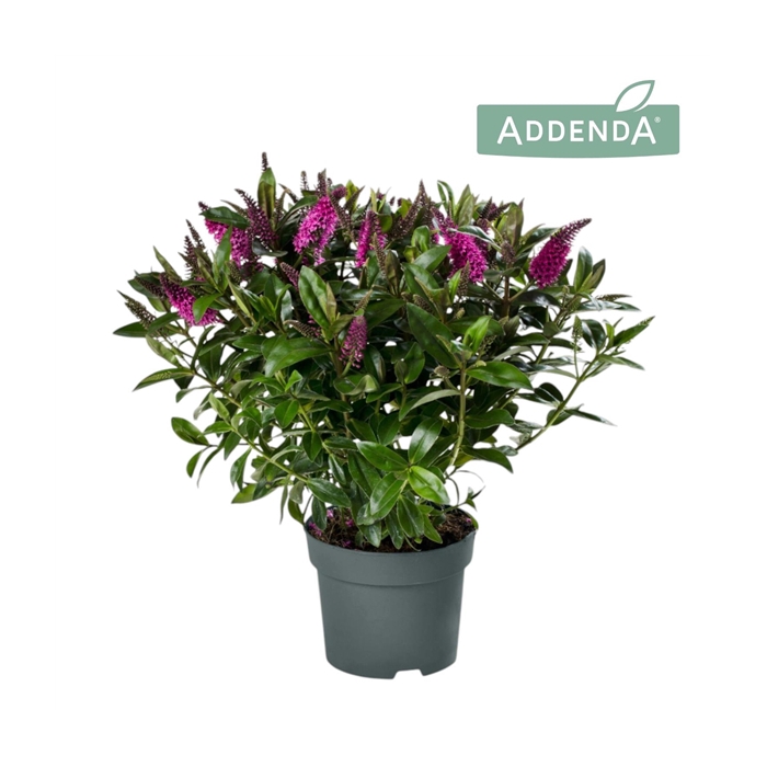 <h4>Hebe Addenda® Donna Nikka P15</h4>