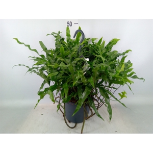 Microsorum diversifolium