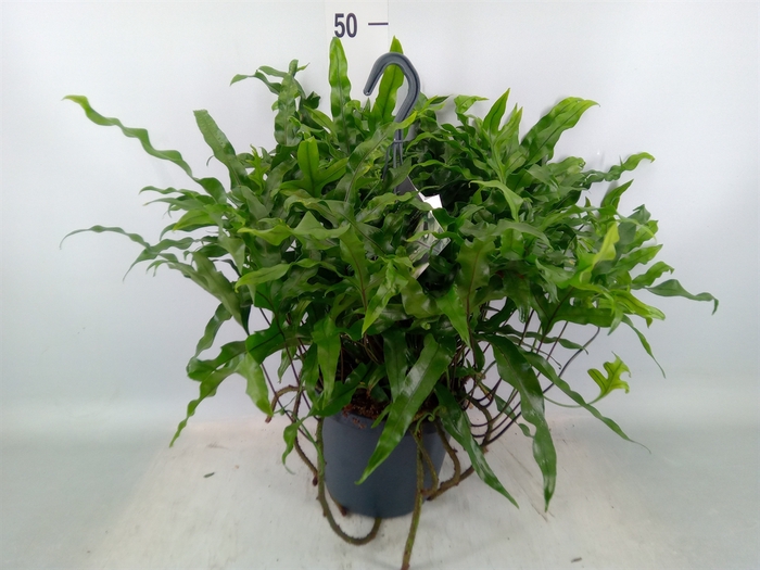 <h4>Microsorum diversifolium</h4>