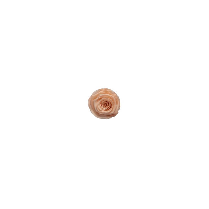 <h4>Rose Peach Coralicious pres.</h4>