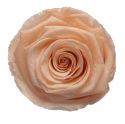 <h4>Rose Peach Coralicious pres.</h4>