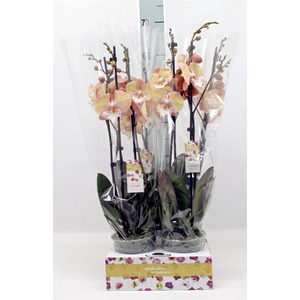 Phalaenopsis   ...