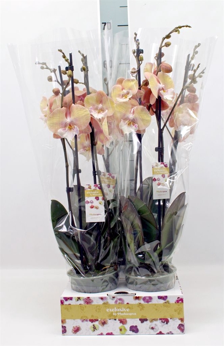 <h4>Phalaenopsis   ...</h4>