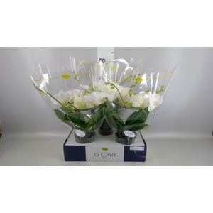 Phalaenopsis   ...white