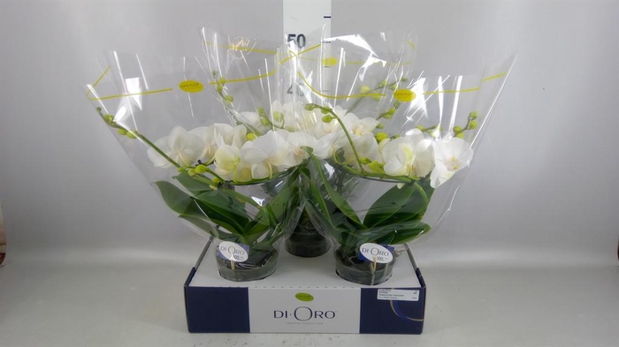 <h4>Phalaenopsis   ...white</h4>