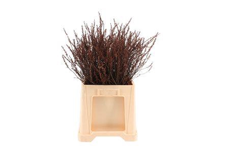 <h4>Gagel ( Myrica ) 60cm</h4>