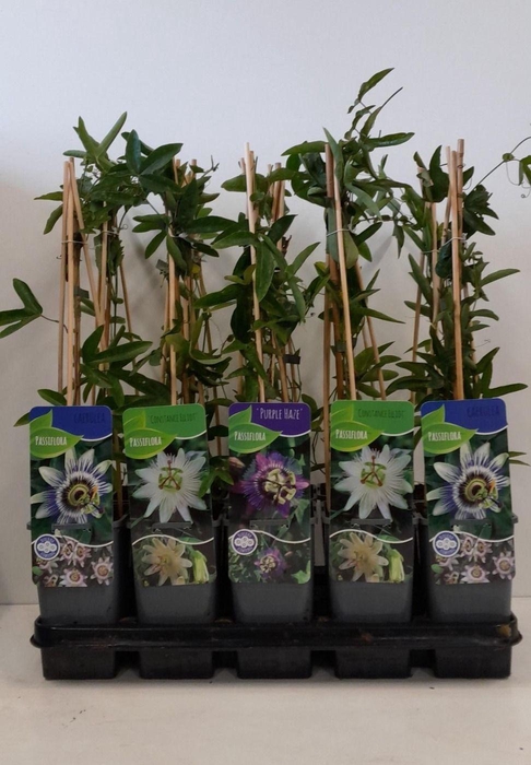 <h4>Passiflora mix</h4>