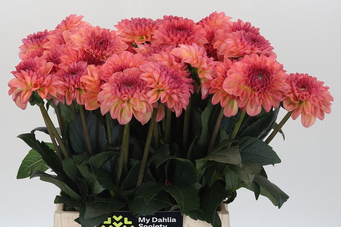 <h4>Dahlia Sebastian</h4>