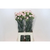 Dianthus St Confort