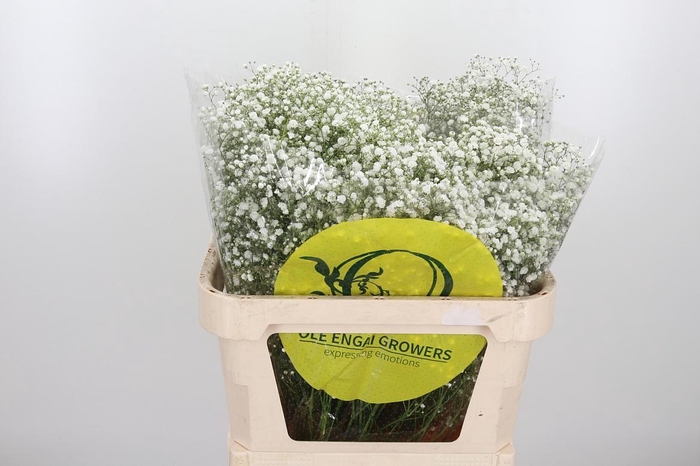 <h4>Gyps Pa Xlence</h4>