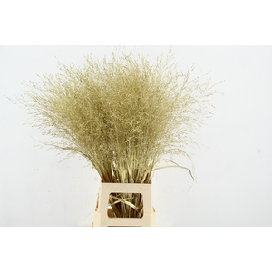 Gras Panic Warrior Gold