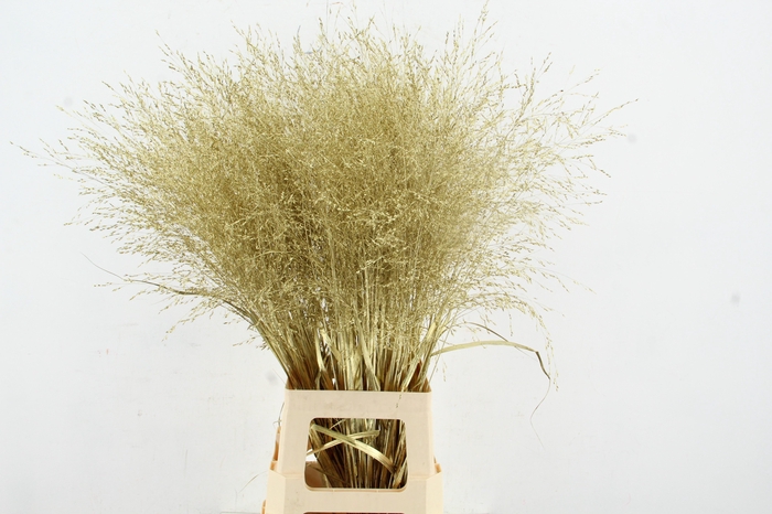 <h4>Gras Panic Warrior Gold</h4>