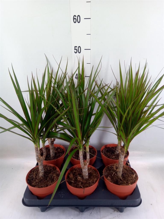 <h4>Dracaena marg.</h4>