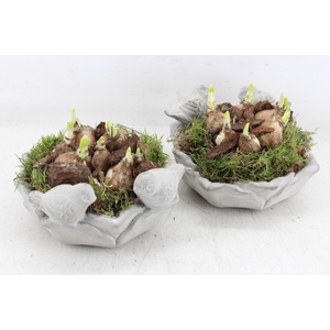 arr4 Narcis PL - Vogelschaal rond x3