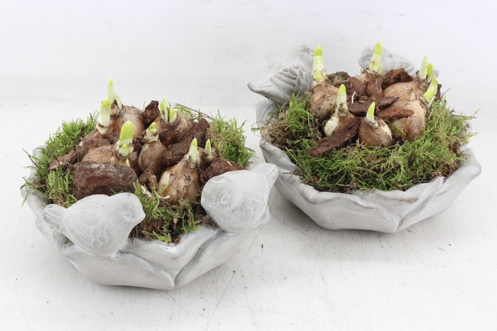 <h4>arr4 Narcis PL - Vogelschaal rond x3</h4>