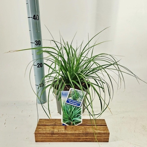 Carex oshimensis