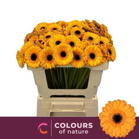 <h4>Ge Mi Tweety</h4>