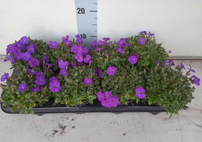 <h4>AUBR GRACILIS KITTE</h4>