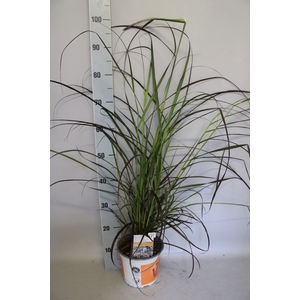 vaste planten 19 cm  Pennisetum Rubrum