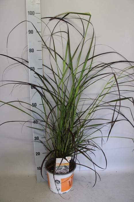 <h4>vaste planten 19 cm  Pennisetum Rubrum</h4>