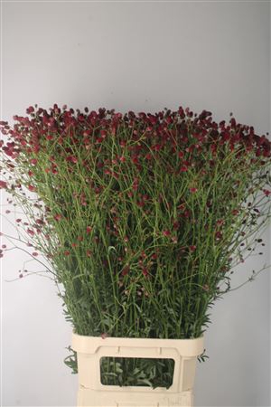 <h4>Sanguisorba Arnhem Red</h4>