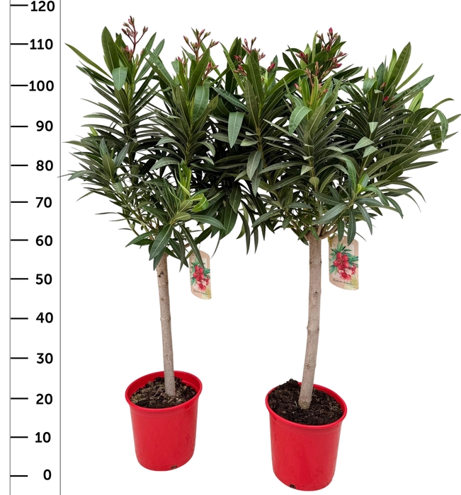 <h4>NERI OLEANDER</h4>