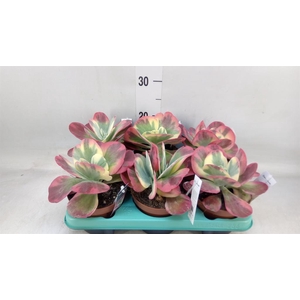 Kalanchoe NF thyrsiflora