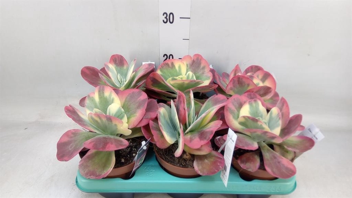 <h4>Kalanchoe NF thyrsiflora</h4>