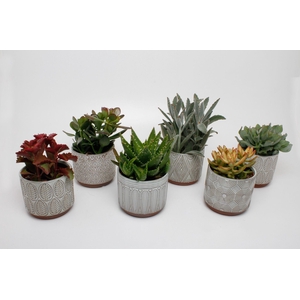 Succulenten mix in Lecce keramiek
