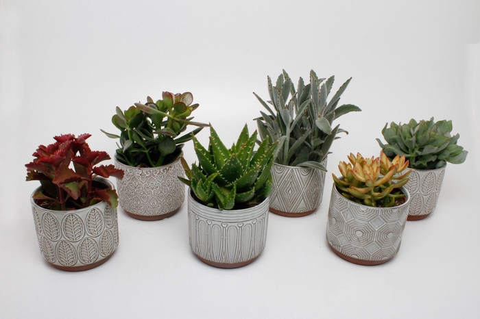 <h4>Succulenten mix in Lecce keramiek</h4>