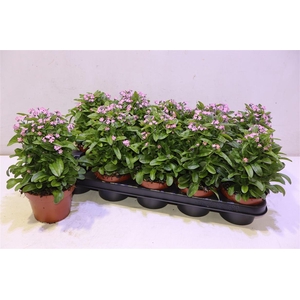 Myos Sy Mon Amie Pink