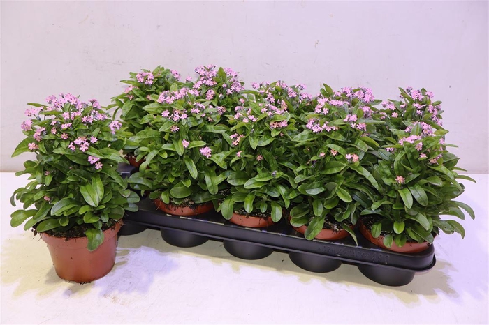 <h4>Myos Sy Mon Amie Pink</h4>