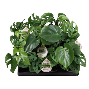 MONSTERA OV