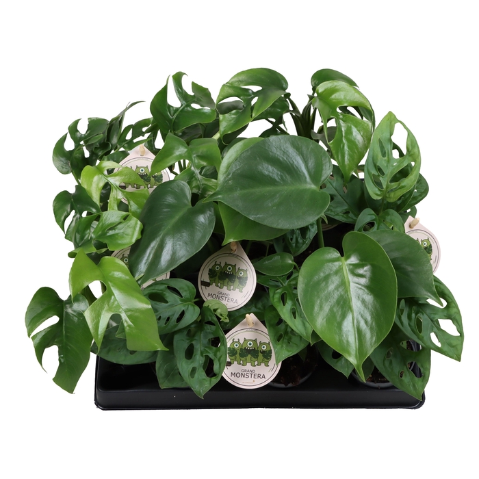 <h4>MONSTERA OV</h4>