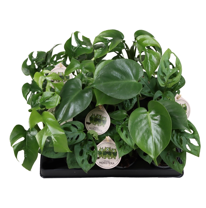 <h4>MONSTERA OV</h4>