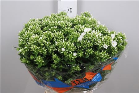 <h4>Phlox P Whitecap</h4>
