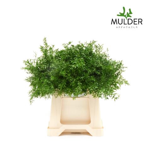 ASP DENS CWEBE 40CM