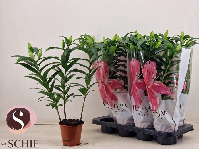 <h4>LIL OR OXYGEN</h4>