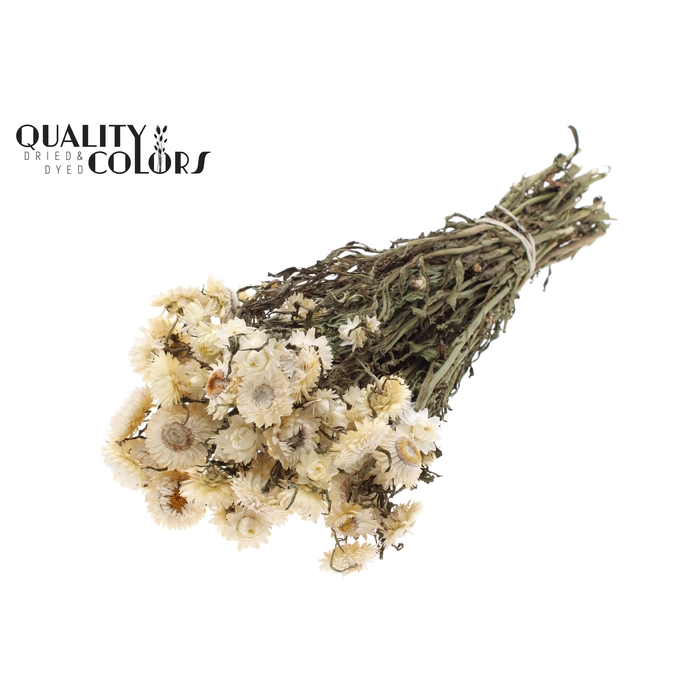 <h4>Helichrysum per bunch Natural White</h4>