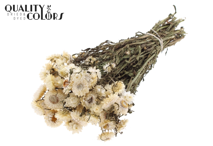 <h4>Helichrysum per bunch Natural White</h4>