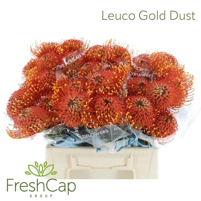 <h4>Leucospermum cord. 'Gold Dust'</h4>