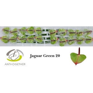 Anthurium jaguar green